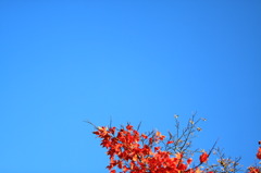 紅葉