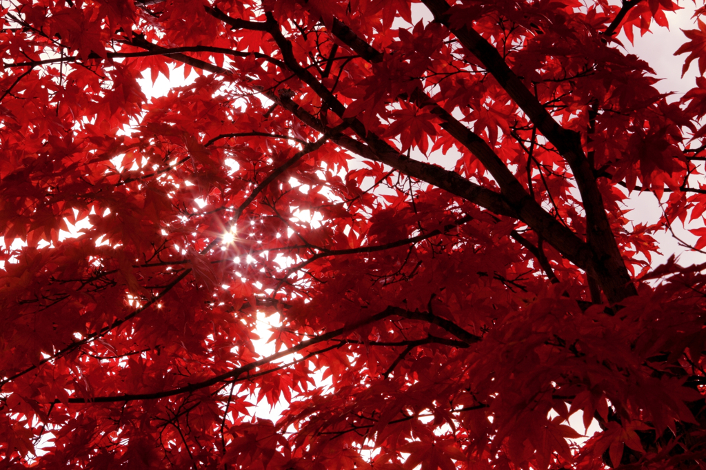 紅葉の隙間