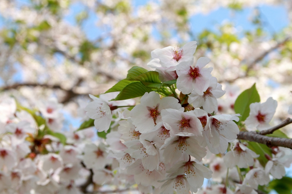 桜桜桜