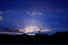 冬枯れと夕暮れ