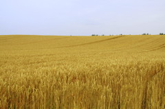 収穫の丘