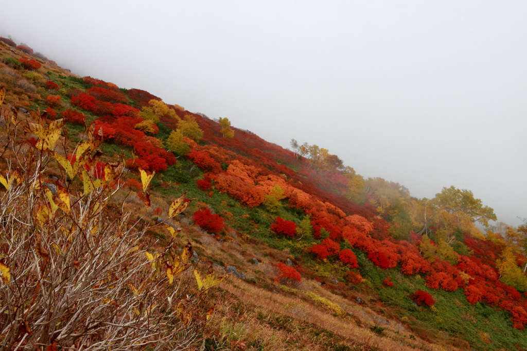 紅葉