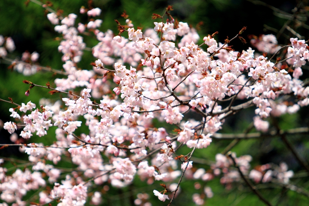 桜咲く