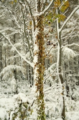 初冠雪