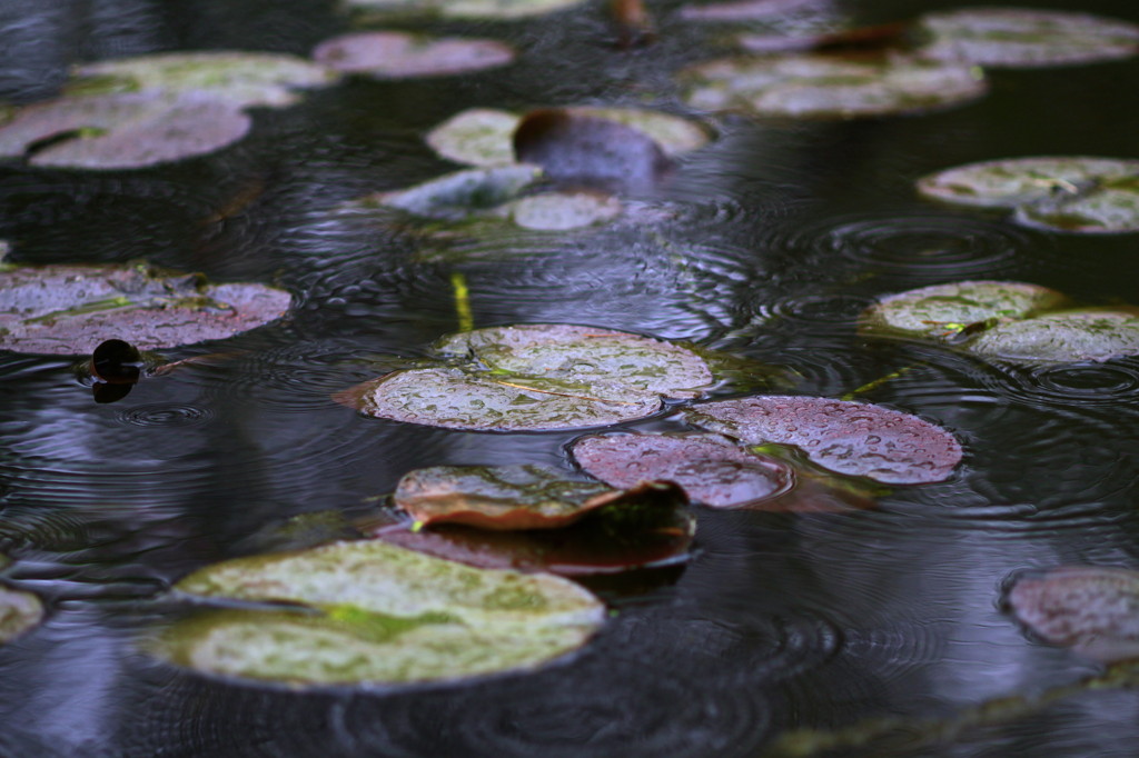 雨降り