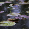 雨降り