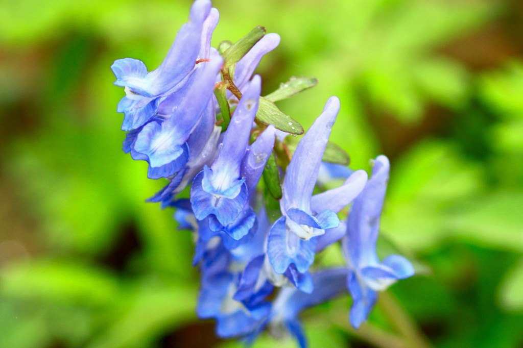 花の季節