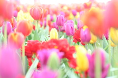 光の花束