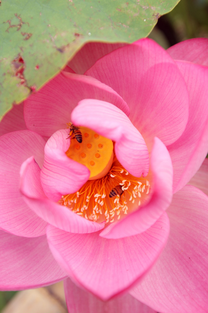 秘密の蜂の巣