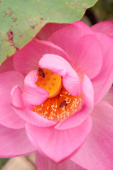 秘密の蜂の巣