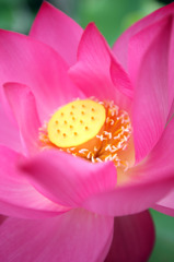 蓮