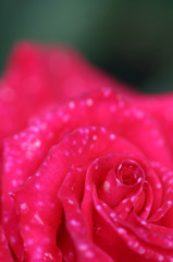 薔薇