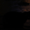 ねこ、シルエット