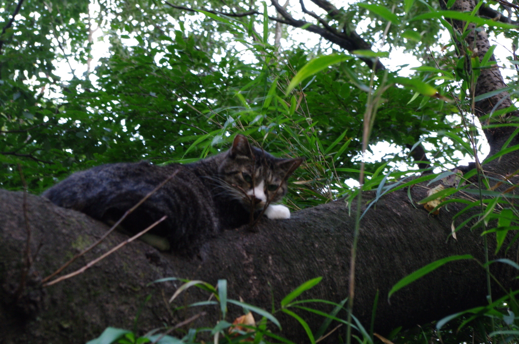 木の上の猫