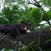 木の上の猫
