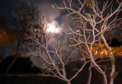 夜　Bali