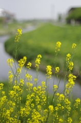 散歩道