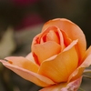 薔薇