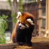 レッサーパンダ