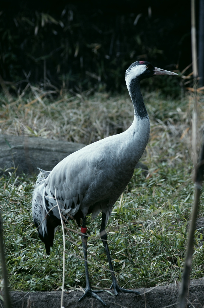 冬の動物園　クロヅル