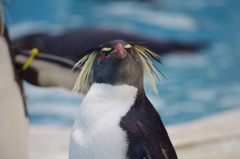キタイワトビペンギン