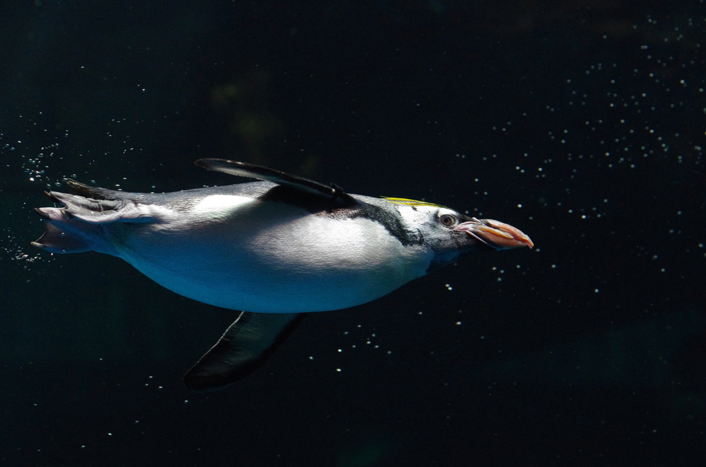 海の中を飛ぶ鳥