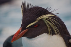 キタイワトビペンギン