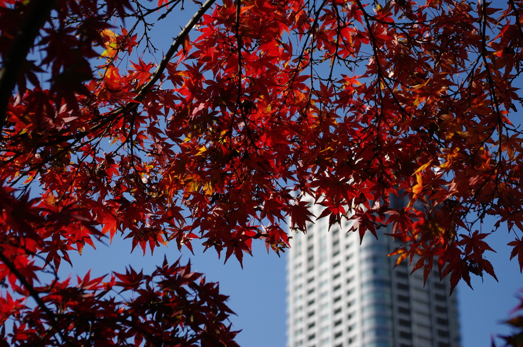 都心の紅葉