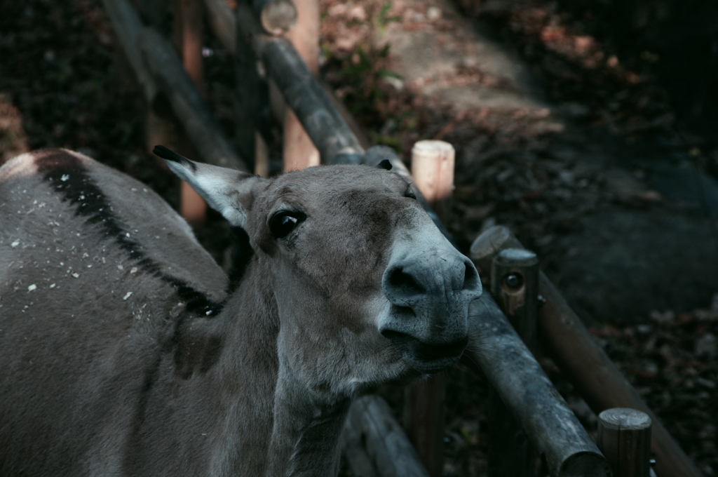 冬の動物園　モウコノロバ