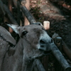 冬の動物園　モウコノロバ