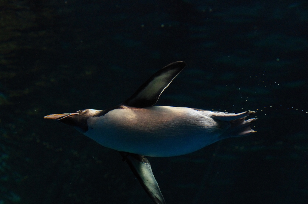 海の中を飛ぶ鳥