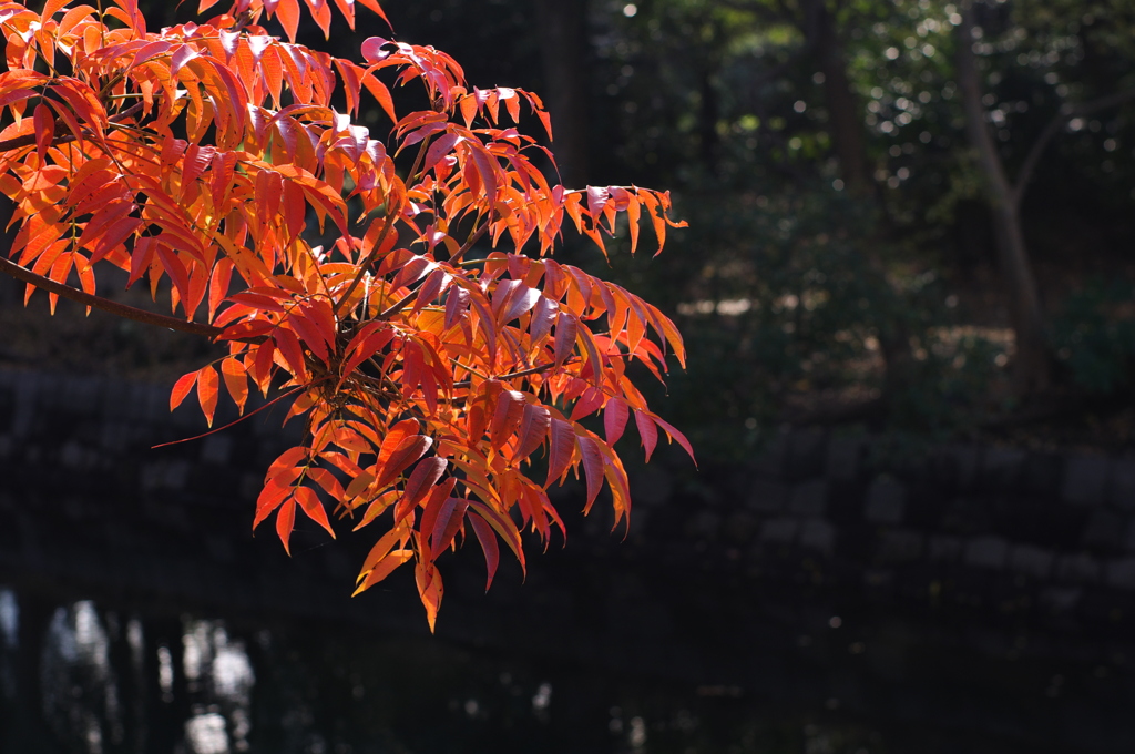 紅葉