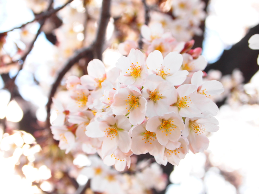 お花。