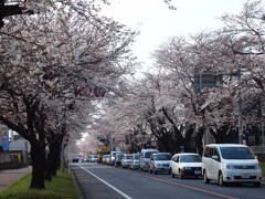 近所の通り