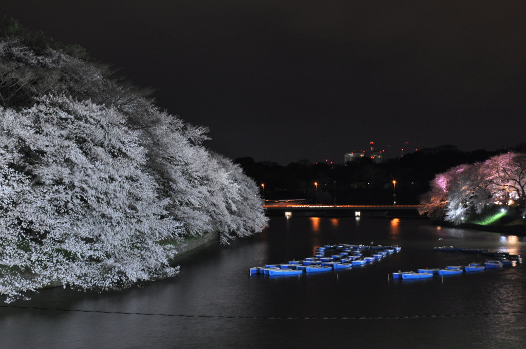 千鳥ヶ淵の夜桜見物