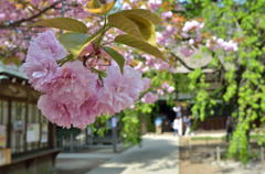 八重の桜＠茂林寺