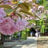 八重の桜＠茂林寺