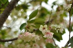 八重桜