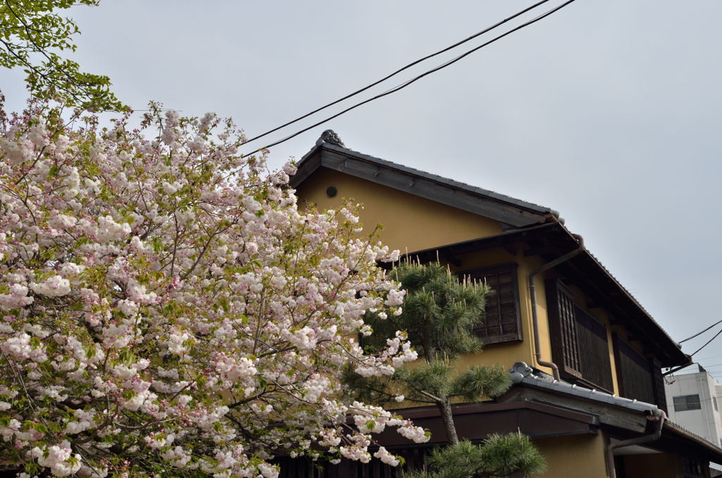 遅咲きの花