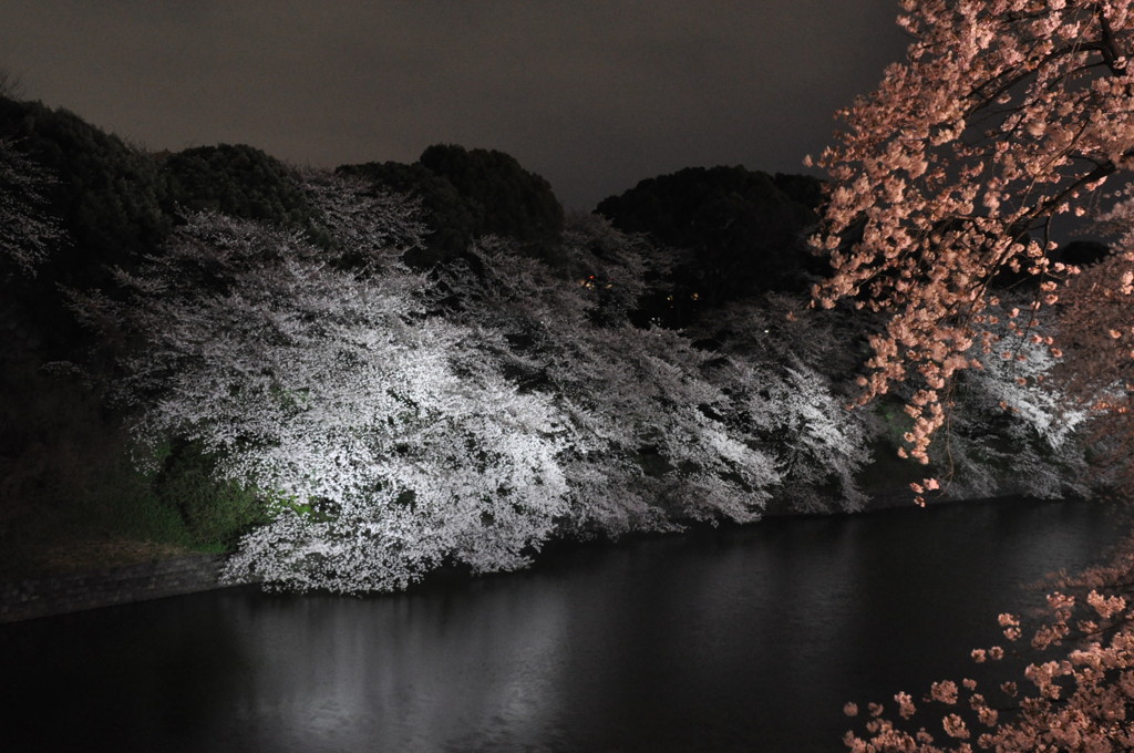 千鳥ヶ淵の夜桜見物