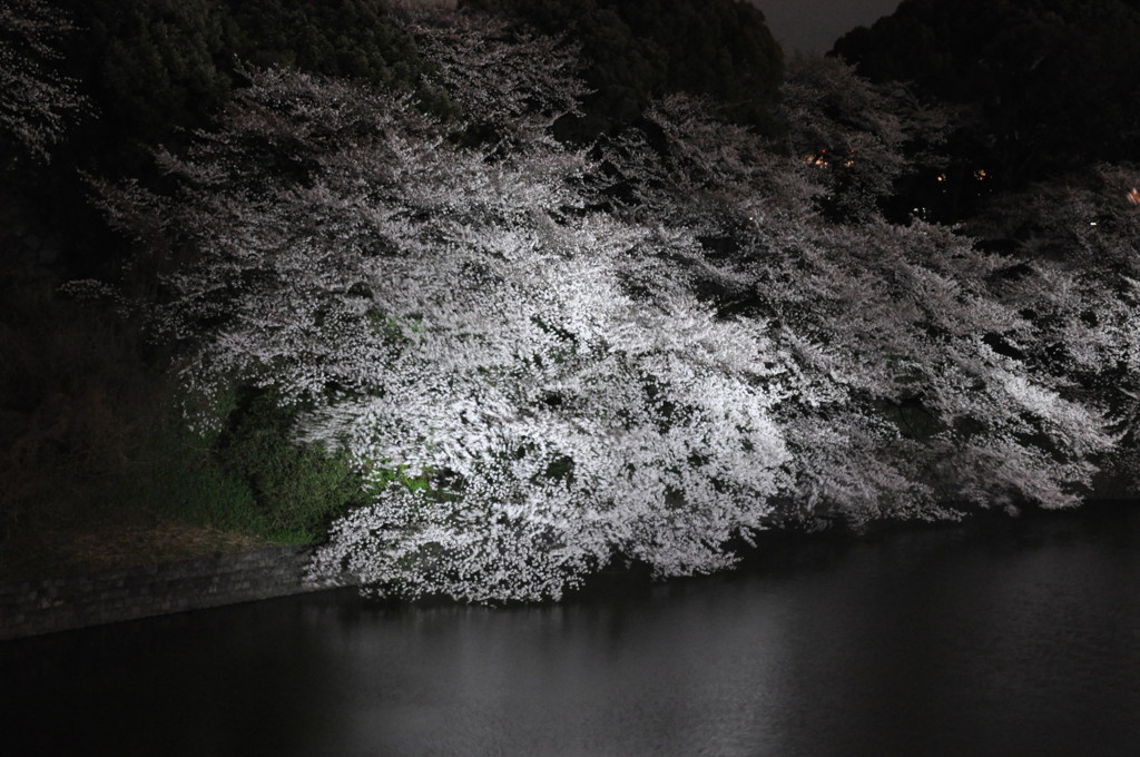 千鳥ヶ淵の夜桜見物
