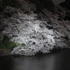 千鳥ヶ淵の夜桜見物