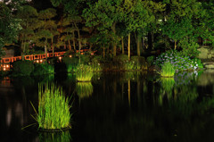 夜の日本庭園