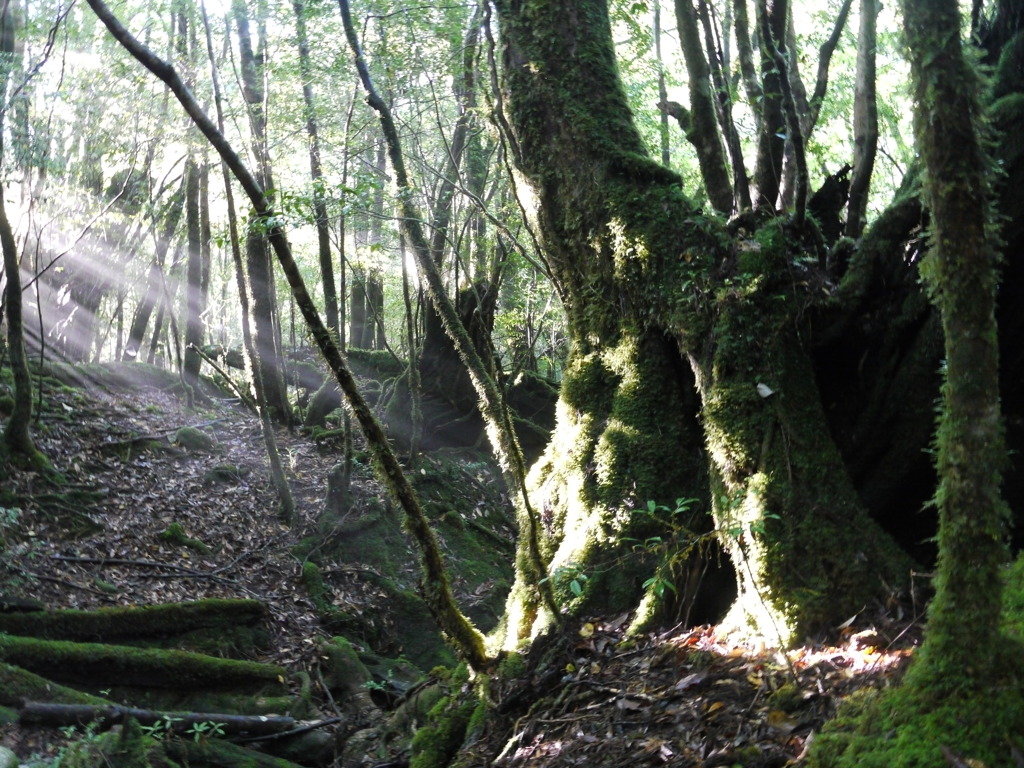 yakushima_06