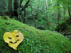 yakushima_09