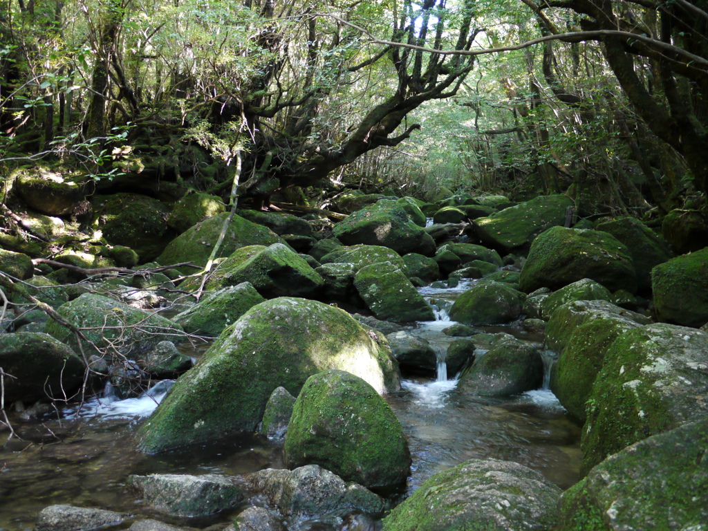 yakushima_13