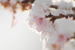 雪化粧した四季桜