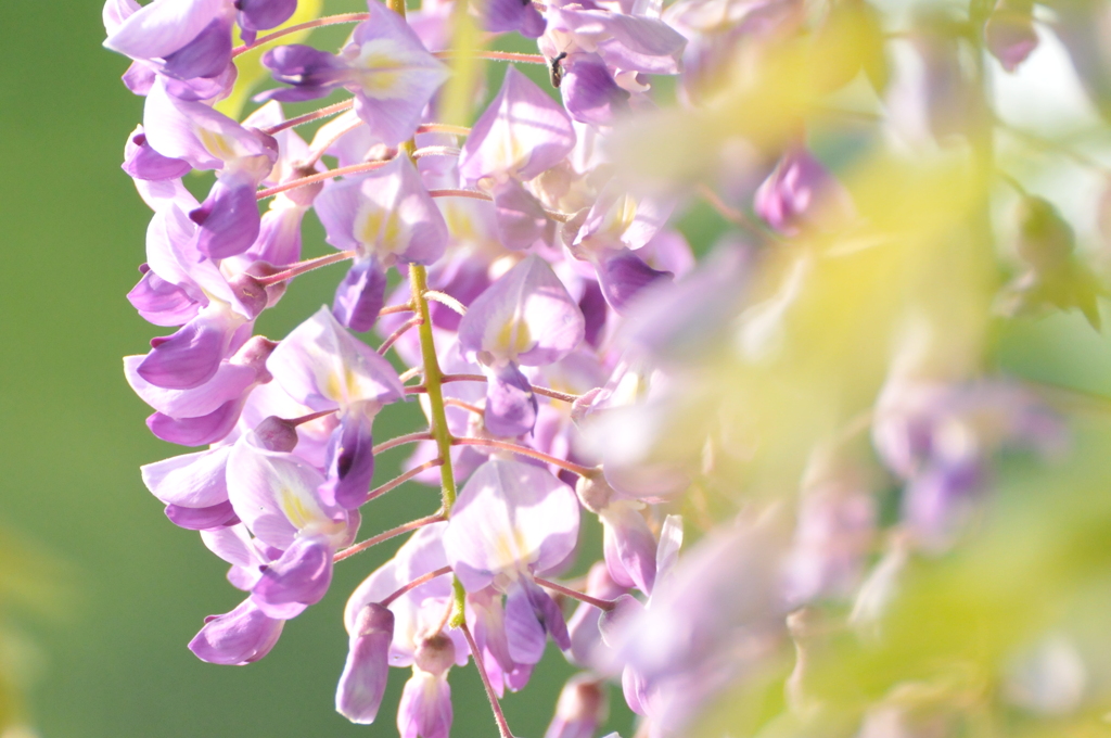 藤の花