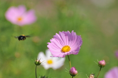秋　見～つけた。