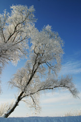 樹氷